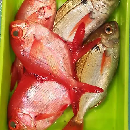 Affittacamere Casa Pachin 3*